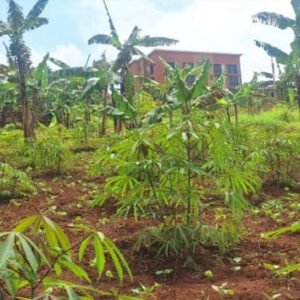 Two acres for sale kira Mulawa per acre